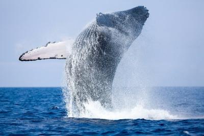 Crucero en yate de 2 horas en Mirissa