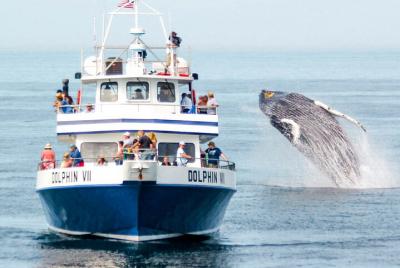 Crucero al atardecer de 3 horas desde Mirissa
