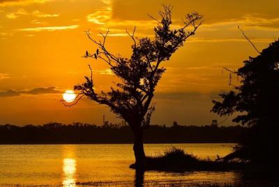 Excursión de un día a Hikkaduwa