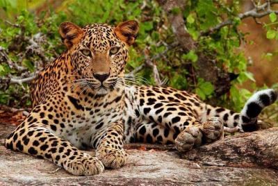 Safari en el Parque Nacional Bundala desde Hikkaduwa