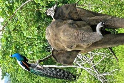 Excursión de día completo al safari de Udawalawa National Park