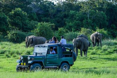 Excursión de un día al safari de Udawalawe desde Hikkaduwa y alrededores: todo incluido
