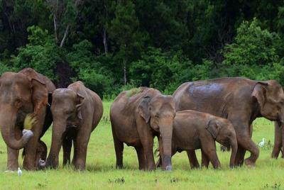 Viaje de safari al Parque Nacional de Udawalawe desde Hikkaduwa