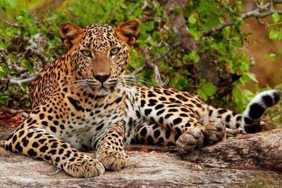 Safari en el Parque Nacional Yala desde Hikkaduwa