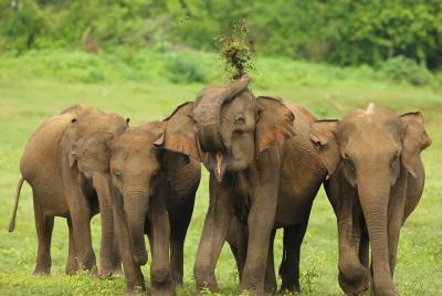 Udawalawe Safari Tour desde Hikkaduwa