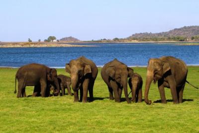 Safari en el Parque Nacional Yala desde Hikkaduwa