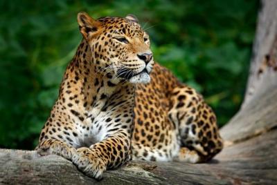 Maravillas salvajes y templos ocultos de Hikkaduwa (2 días)