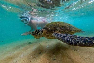 Snorkling y tortugas marinas Hikkaduwa