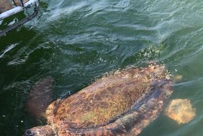 Visita a Dalyan Mudbath & & Turtle (Max 9 participantes) DALAMAN Sarigerme Fethiye Visita a Dalyan Mudbath & & Turtle (Max 9 participantes) DALAMAN Sarigerme Fethiye