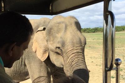 Tour privado de safaris en Udawalawe desde HIKKADUWA