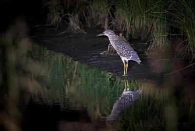 Tour privado de observación de aves en la laguna Negombo