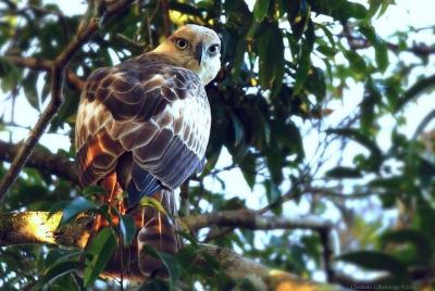 Safari en el Parque Nacional Yala por Udara