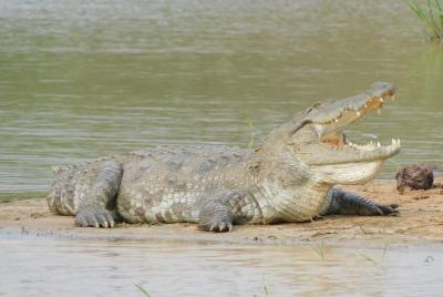 Parque Nacional Bundala Safari de 5 horas - 2 sesiones