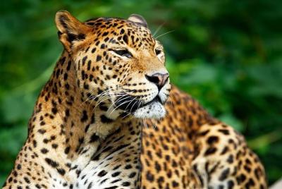 Jeep Safari al Parque Nacional Yala