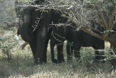 Full Day Safari Tours en el Parque Nacional Yala
