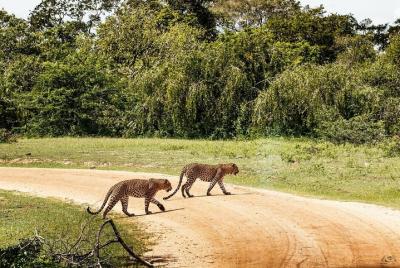 Parque Nacional Yala Leopard Tracking Safari Privado Parque Nacional Yala Leopard Tracking Safari Privado