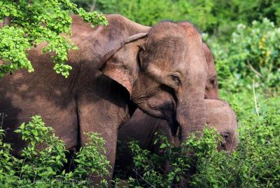 Safari en el Parque Nacional Udawalawe desde Yala