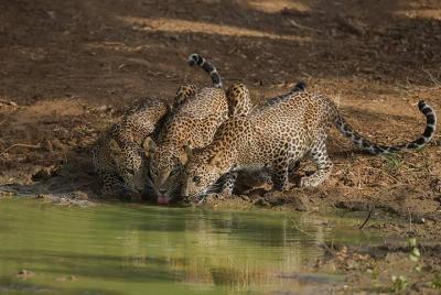 Todo incluido, todo el día, safari privado en el Parque Nacional Yala con almuerzo