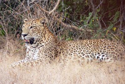Safari compartido en el Parque Nacional Yala