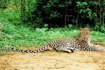 Parque Nacional Lunugamvehera privado con naturalista