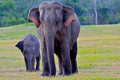 Parque nacional de Udawalawe | Safari de 3 horas | Inicio de tránsito de elefantes
