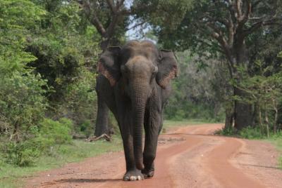 Safari nocturno: Parque Nacional Yala con safari de Janaka: de 14:00 a 18:30 h. Safari nocturno: Parque Nacional Yala con safari de Janaka: de 14:00 a 18:30 h.