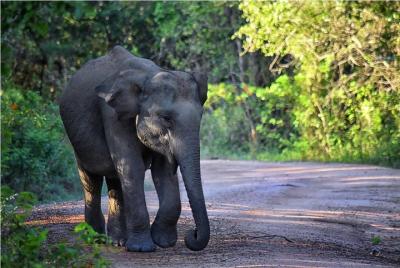 Día completo de lujo en jeep privado en el Parque Nacional Yala en Sri Lanka