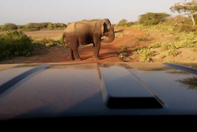 Morning Shared Safari en Bundala Park por La Safari Inn Tours.
