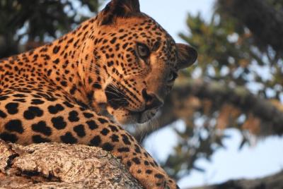 Tours de safari privados en el parque nacional Yala (día completo / medio día / 4 horas) Tours de safari privados en el parque nacional Yala (día completo / medio día / 4 horas)