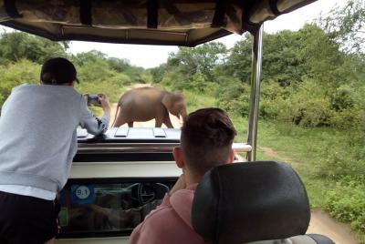Tour privado: Safari en el Parque Nacional Udawalawe
