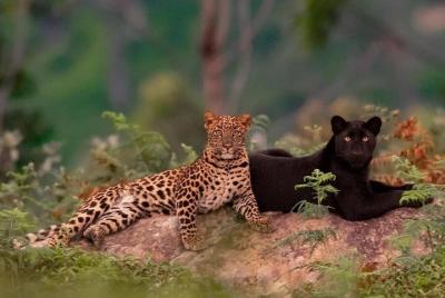 Experimente los parques nacionales Udawalawe / Yala con visitas guiadas de safari