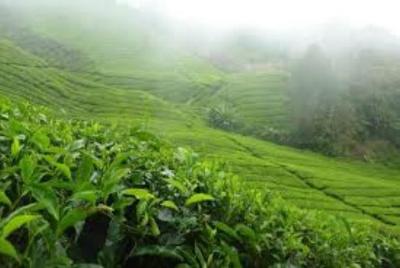 Excursión privada de día completo a Cameron Highlands Nature desd