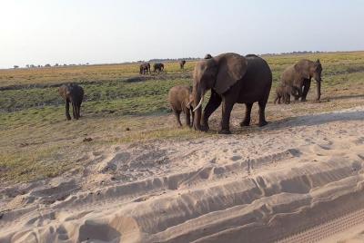 Excursiones de un día a Chobe desde Victoria Falls Town, Zimbabwe