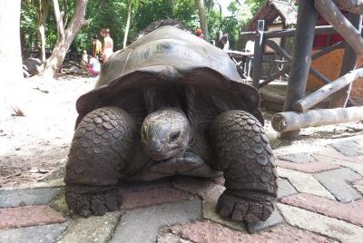 Excursión a la playa de Zanzíbar Nakupenda: salida desde la playa de Kizimkazi