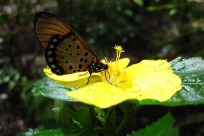Tour privado exclusivo de mariposas en Zanzíbar