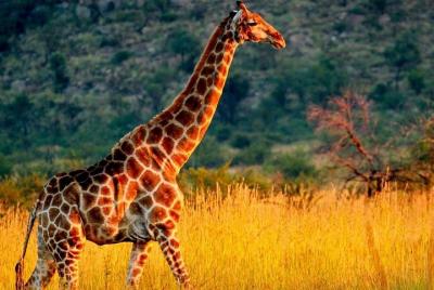 04 noches 05 días de safari en Selous Game Reserve: salida desde Zanzíbar