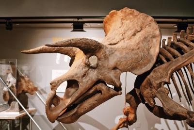 Visita guiada del Smithsonian Natural History & National Gallery of Art - Tour privado