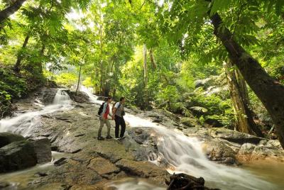Un día en la selva tropical