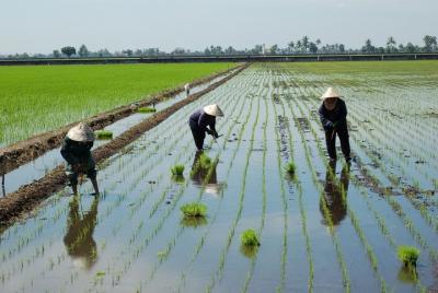 Excursión de un día a Sekinchan por Kuala Lumpur