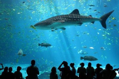 Boleto de entrada a SEA LIFE Ocean World en Bangkok