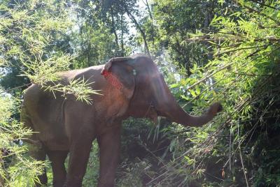 Visita de medio día Chiang Mai Eco Elephant Care