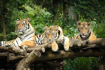 Chiang Mai Night Safari Tour incluyendo traslado de ida y vuelta Chiang Mai Night Safari Tour incluyendo traslado de ida y vuelta