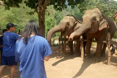 Santuario de elefantes, trekking y rafting en Chiang Mai Santuario de elefantes, trekking y rafting en Chiang Mai