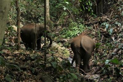 Quédate en el pueblo y conoce elefantes.