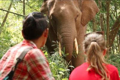 Estirpe de 3 días Spirit Elephant Sanctuary Chiang Mai
