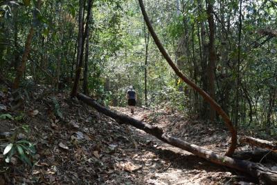 Templo Doi Suthep de medio día y trekking corto en el sendero de monjes (tour privado) Templo Doi Suthep de medio día y trekking corto en el sendero de monjes (tour privado)