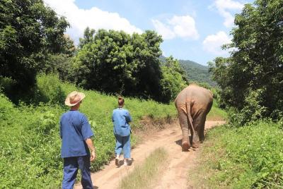Visita de día completo a Chiang Mai Eco Elephant Care Visita de día completo a Chiang Mai Eco Elephant Care
