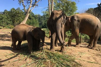 Parque del Santuario de Bienestar por la Tailandia intacta