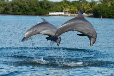 Viaje de día a Clearwater Beach desde Orlando con crucero de encuentro con delfines Viaje de día a Clearwater Beach desde Orlando con crucero de encuentro con delfines