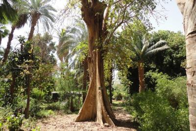 La isla de las plantas.